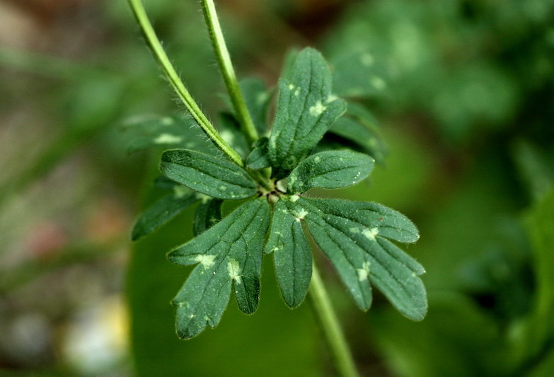 Ranuncolo 